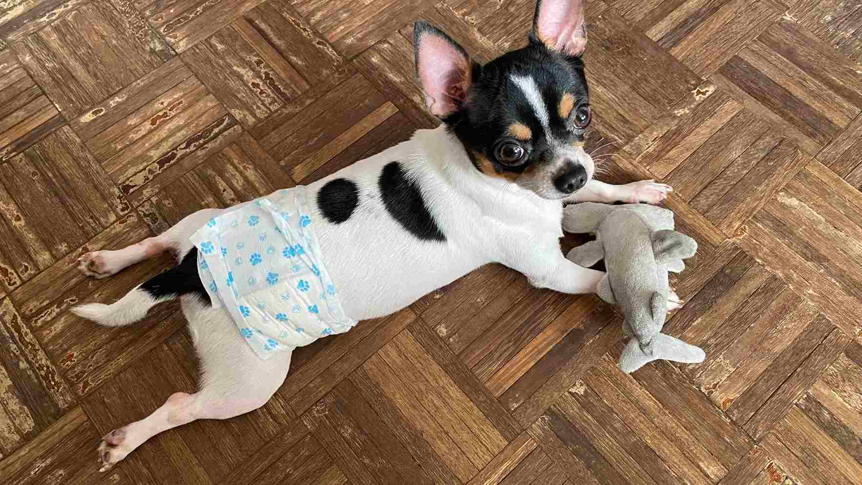 infección de orina en perros
